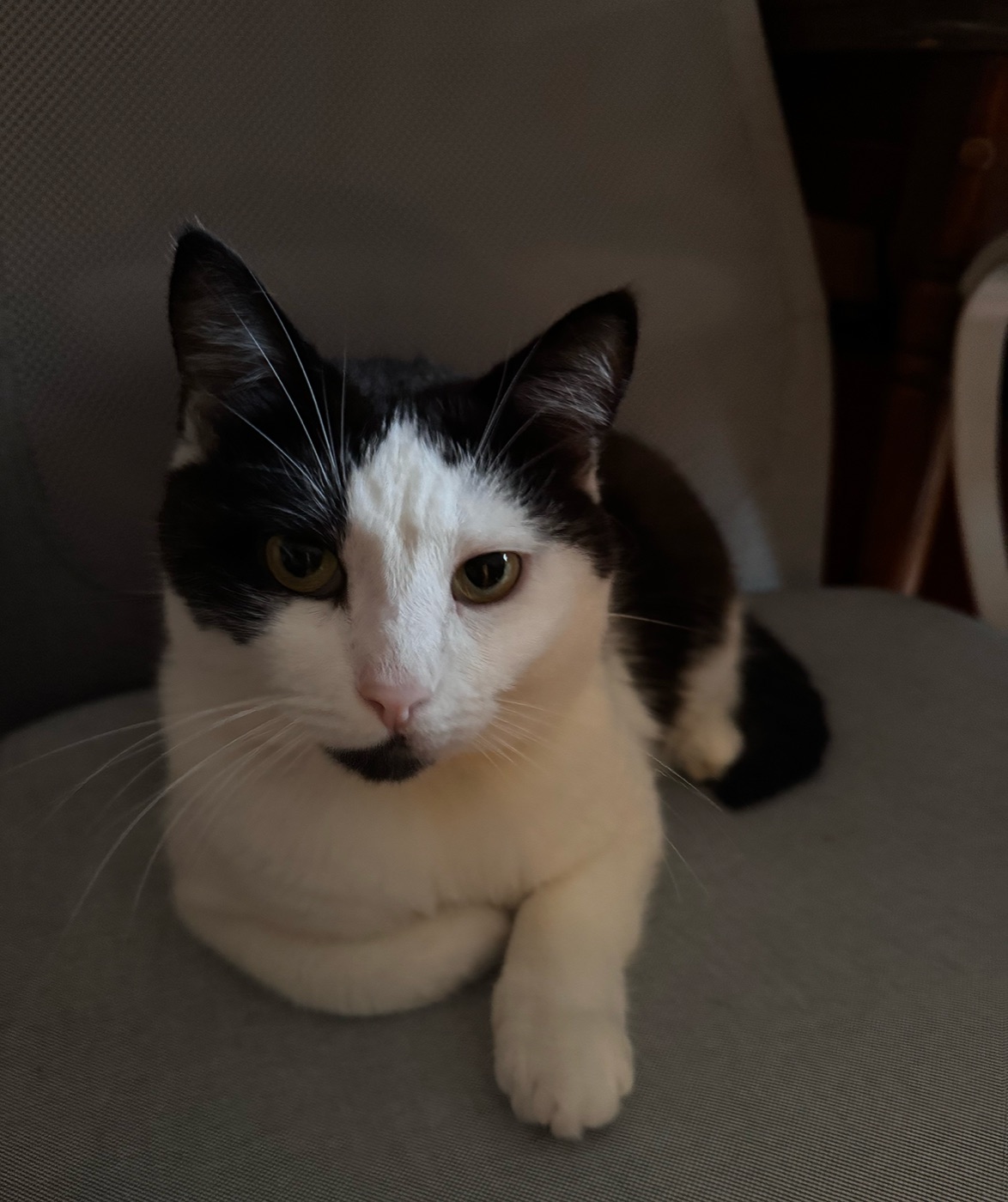 Tusya the cat